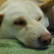 ラチェット