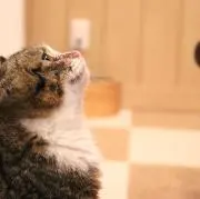 Tの画像