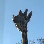 RMの画像