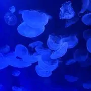 土瓶の画像