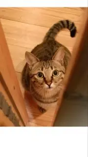 あずきの画像