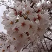 ぴこら