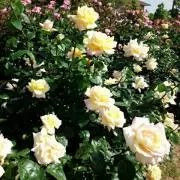 matricaria*の画像