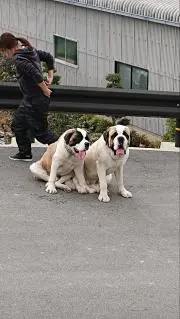 カナッペ