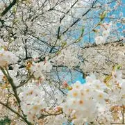 Alibabaの画像