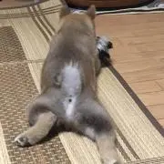 わんころ