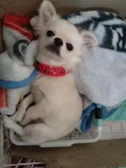 蓮華のママ