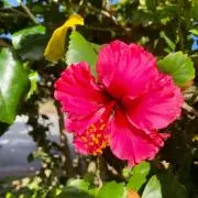Ririko@プロフ確認お願いしますの画像