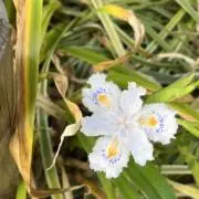 oshouの画像