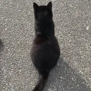 KUROの画像