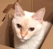 綾香