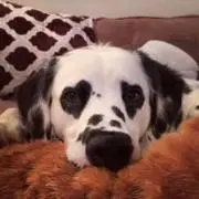 クレヨンの画像