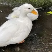aa
