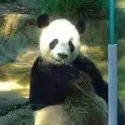 パンダ☺︎の画像