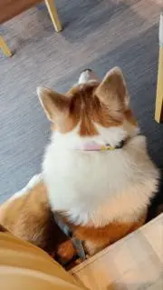 まこ