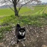 たえの画像