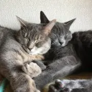 アリ－＆メイの画像