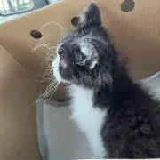 たんたん