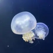 Uoneの画像