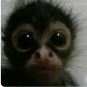 りんごちゃんの画像