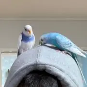 Estebanの画像