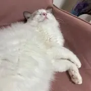 【同梱可】純白の胸毛の画像