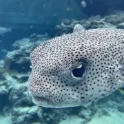 つー