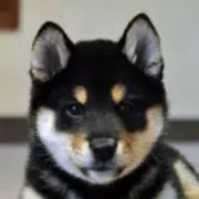 RIKUの画像