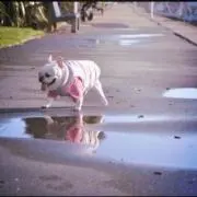 taro