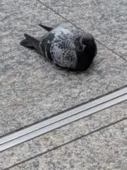 ねおち