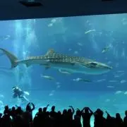 たか