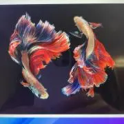 T3fishの画像