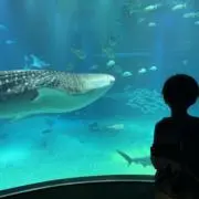 ナナの画像