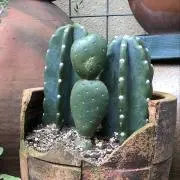ぞうまる（注）台風の影響で着荷遅延ありの画像