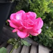 桜☆プロフ必の画像