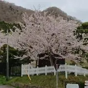 ume'sの画像