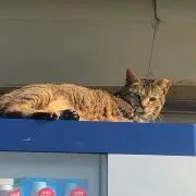 ぶろこり