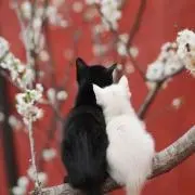 マダム