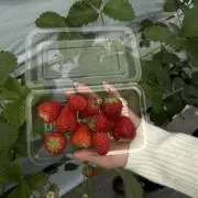 ごんごんの画像