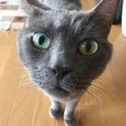 かつみ