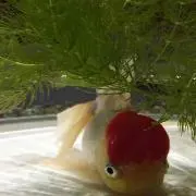 ももこ♡