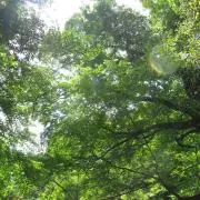はるるの画像