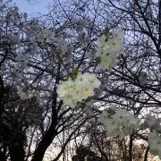 まみ