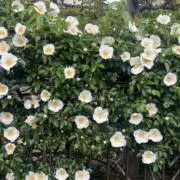 kの画像