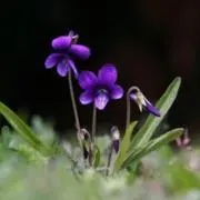 Sumireの画像