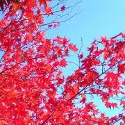 yunotoの画像