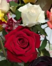 AKOH8