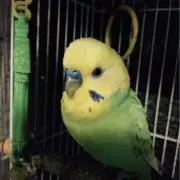 ピグレットの画像