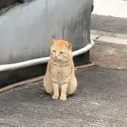 にこの画像