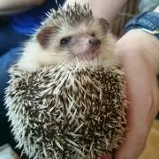 レッドライスの画像